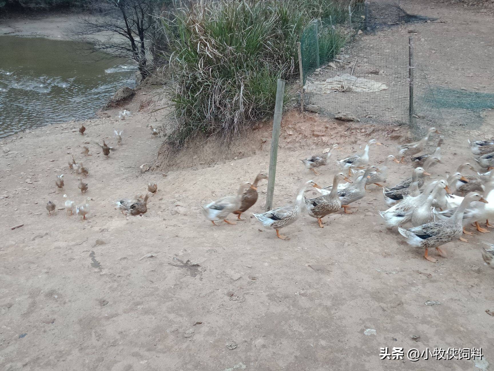 鸭子拉稀怎么办,鸭子拉稀用什么药能止住啊