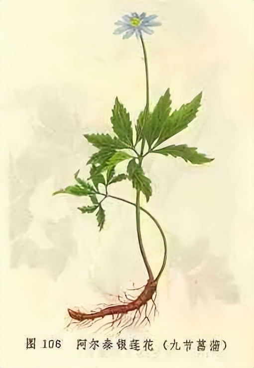 每天学习一味中药白矾,每天学习一味中药石菖蒲