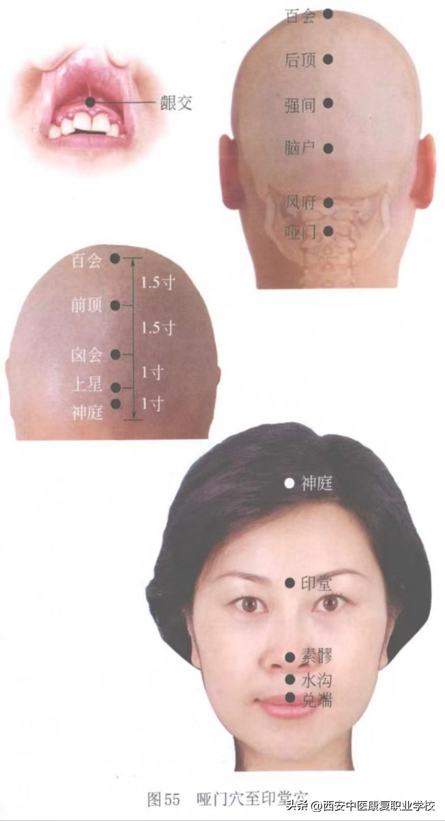 印堂属于督脉经穴吗,任脉督脉经穴汇总