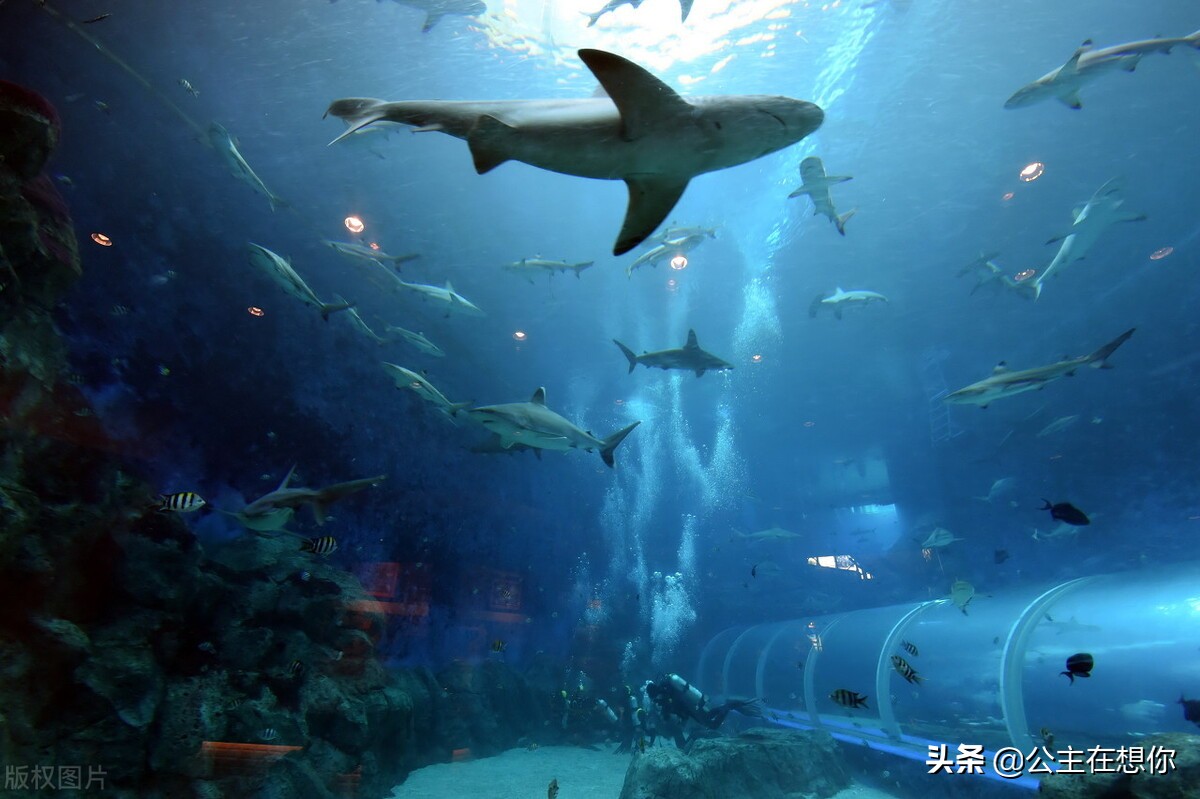 新加坡7个冷知识英文,世界上养猫最多的国家