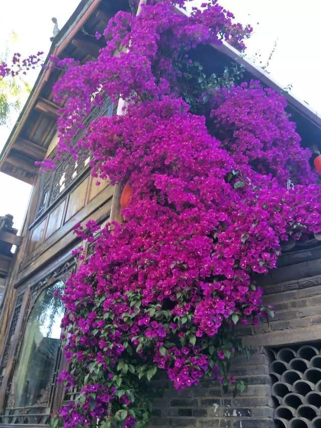 最耐阴的爬藤花四季常青,什么花爬藤比较好