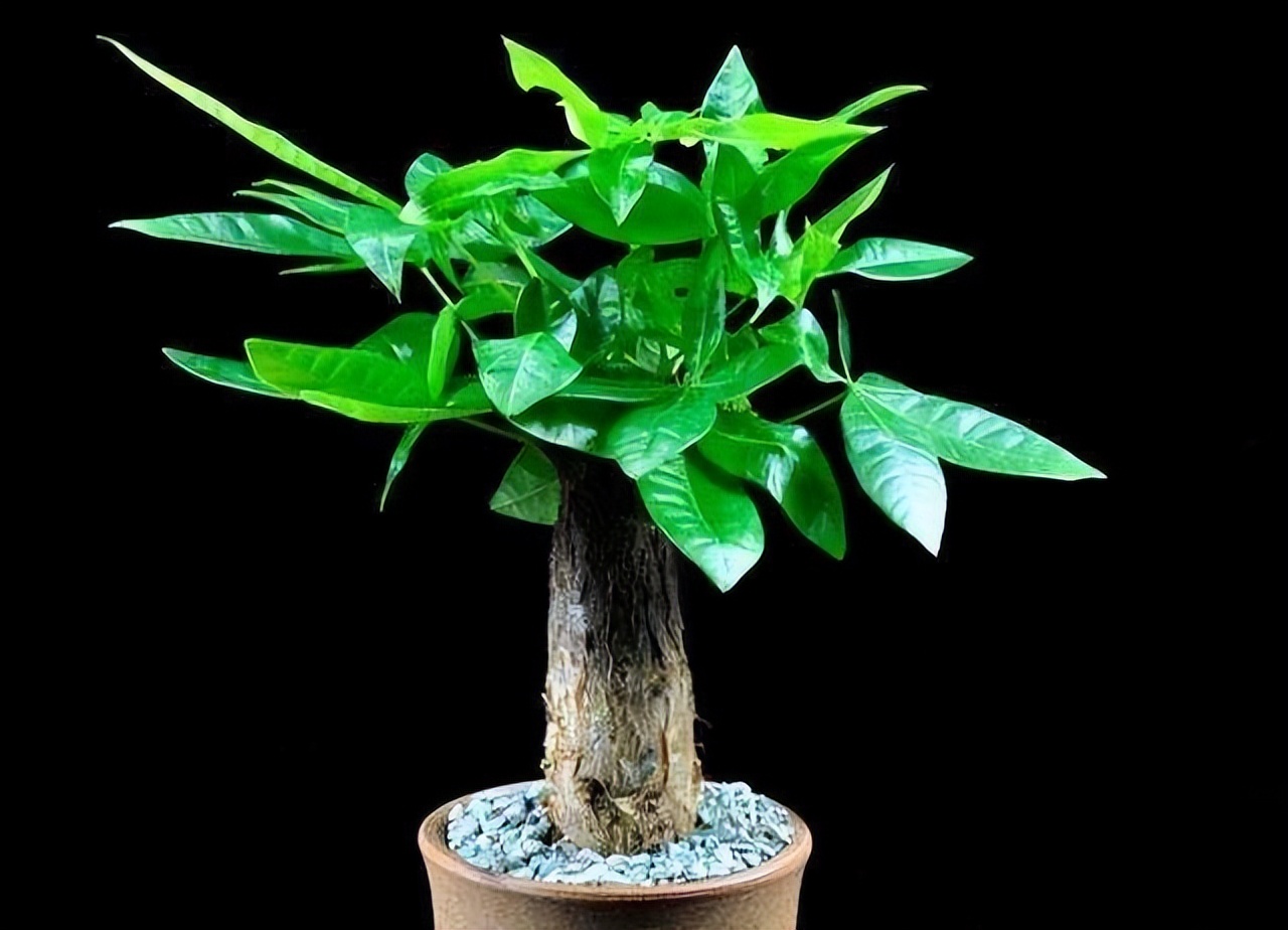 过期的各种药片混在一起浇花好吗,四种过期药片可以浇花