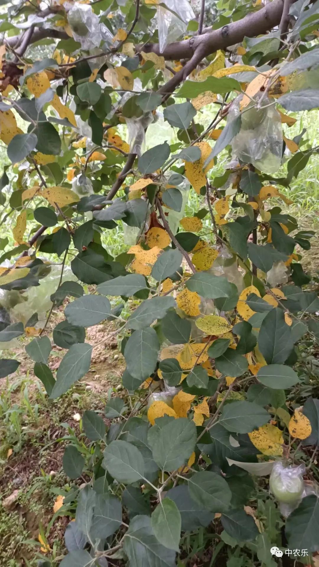 叶片凋落受什么因素影响,叶片黄化脱落怎么回事