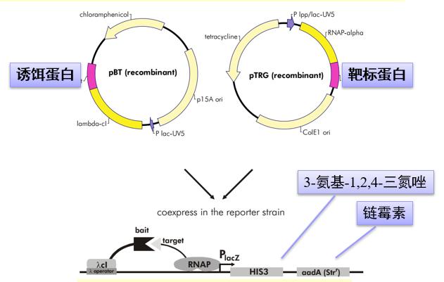 20211218记蛋白互作之细菌双杂交技术
