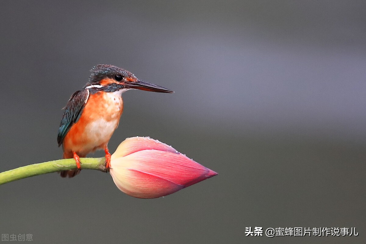 出淤泥而不染濯清涟而不妖深意,出淤泥而不染濯清涟而不妖相似词