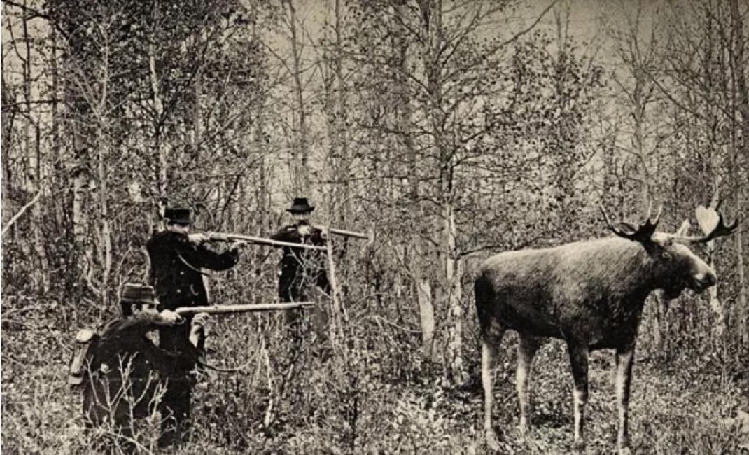 神奇“仙兽”—驼鹿究竟有多牛？很多国家定期猎杀，我国为何保护