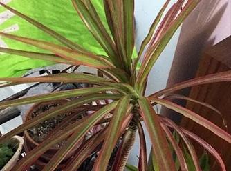 千年木尖发黄干枯怎么办,千年木干尖黄叶是怎么回事