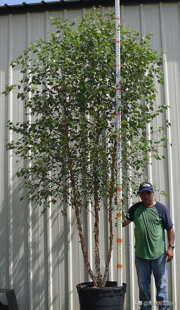 林地种植什么树种好且赚钱多,荒山种什么树收益最快