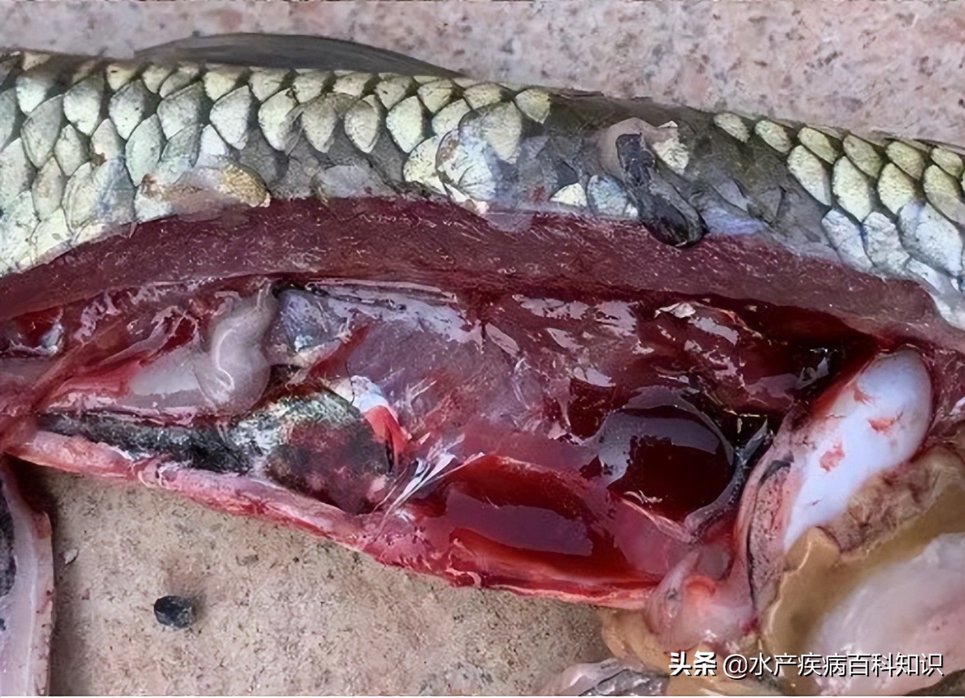 草鱼掉鳞引起死亡,池塘草鱼每天死亡什么原因