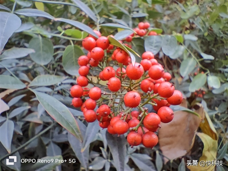 opporeno9pro中杯评测,opporeno9pro再次刷新轻薄纪录