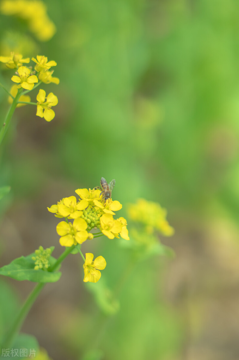 春天花的手机壁纸图片好看,春天图片唯美高清壁纸