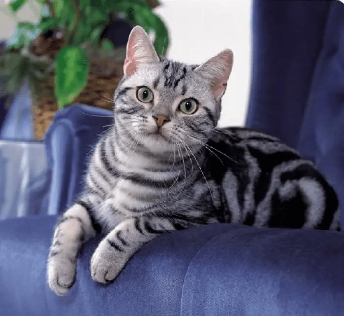 怎么预防猫咪尿路问题,铲屎官必看猫咪小技巧