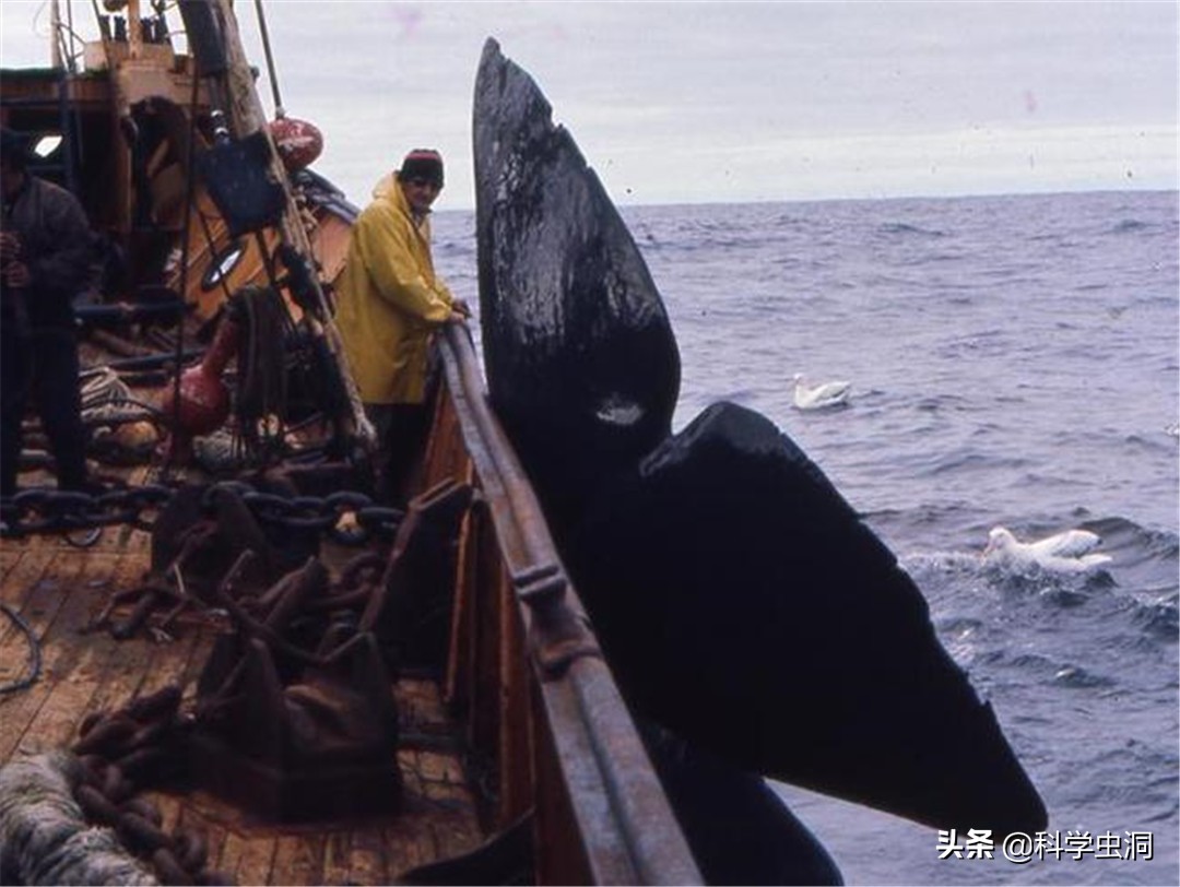 如果人在鲸鱼的肚子里该如何逃生,鲸鱼腹中逃生