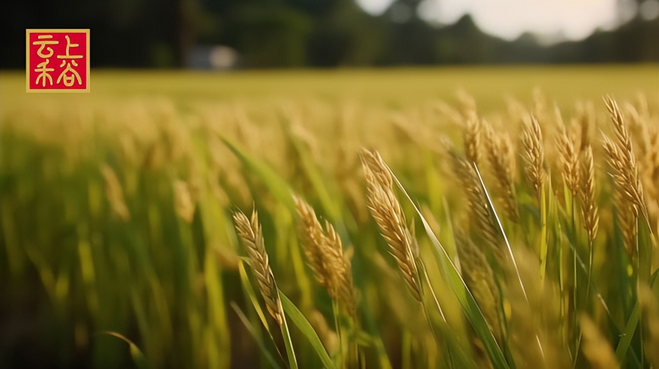 云上禾谷公司在哪里,云上禾谷营销模式