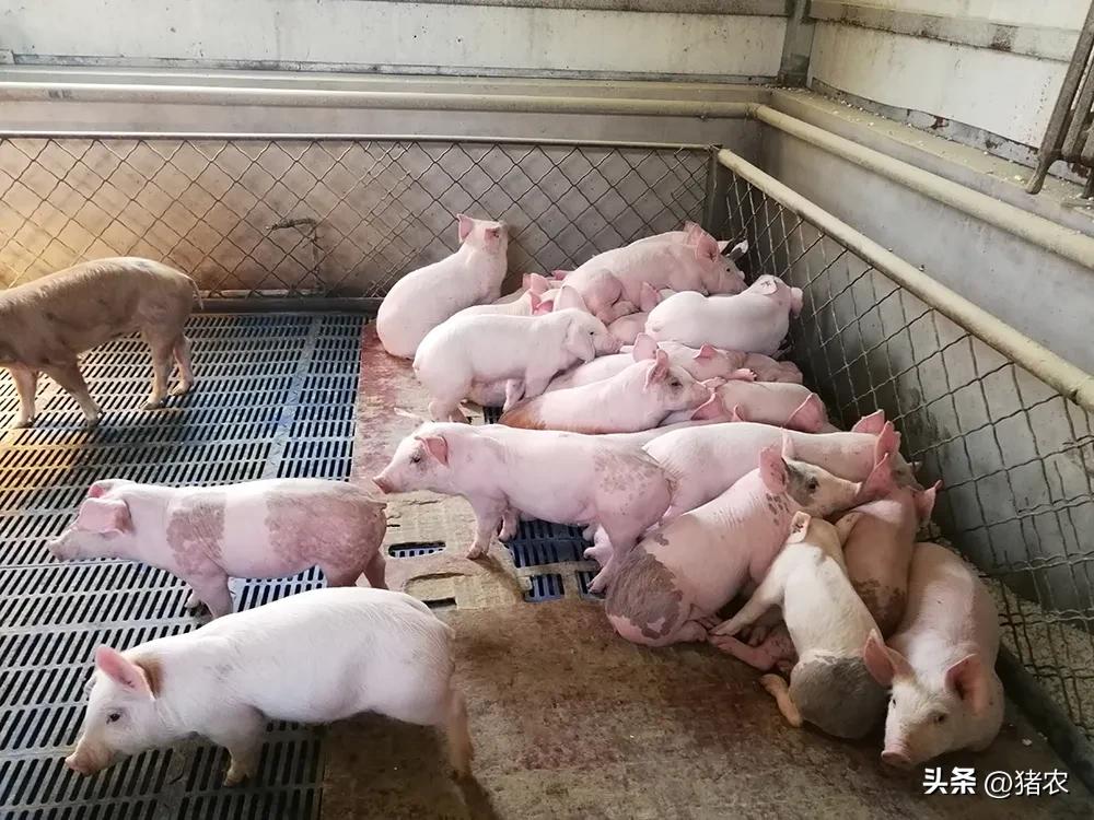 养三元猪优点,三元猪的正确饲养方法