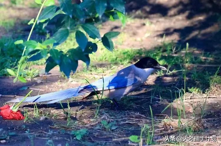 北京动物图鉴：雍和宫要饭的黄鼠狼，潭柘寺的网红狐狸