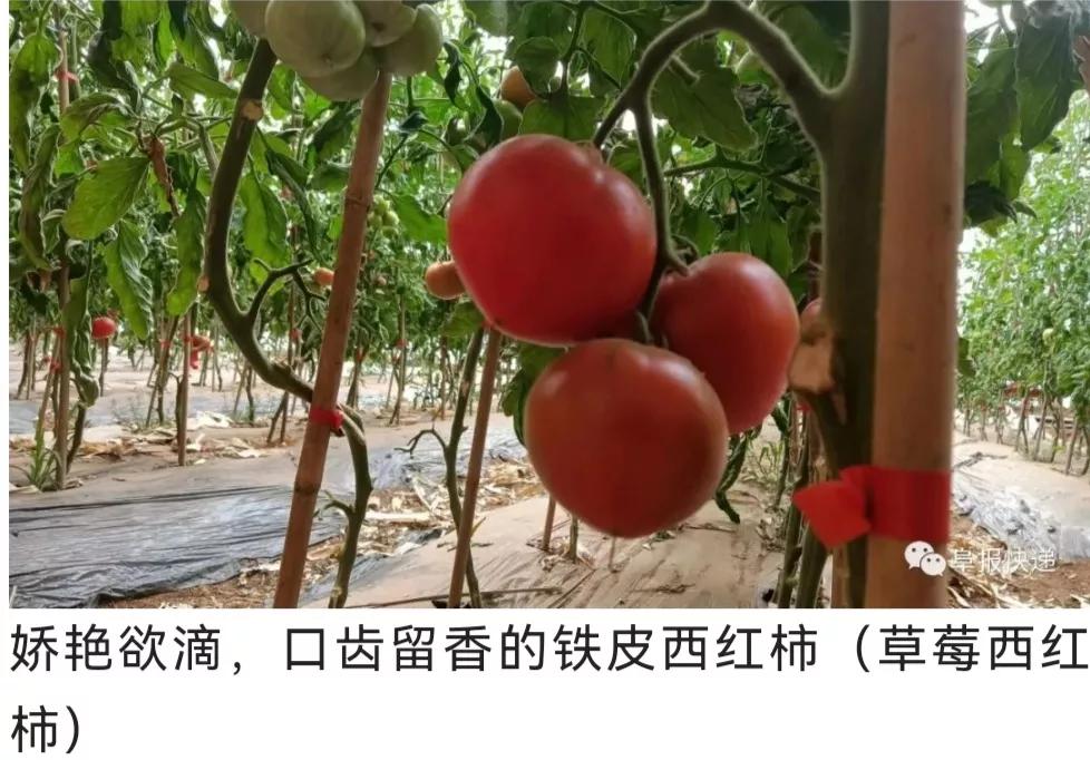 朝阳市朝阳寺简介,朝阳寺简介