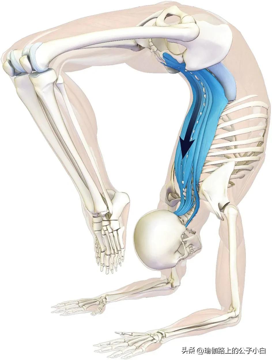 瑜伽解剖体式哈他,瑜伽解剖体式讲解