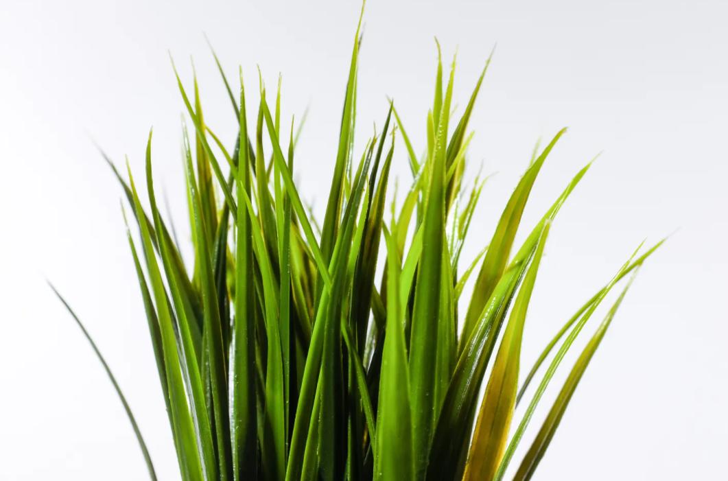 日本圣诞节必吃“肯德基”？10个意想不到的圣诞节特殊习俗一览