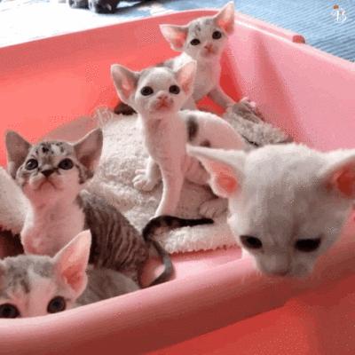 猫最好养哪种猫,养猫首选这5种猫不仅忠诚还好养