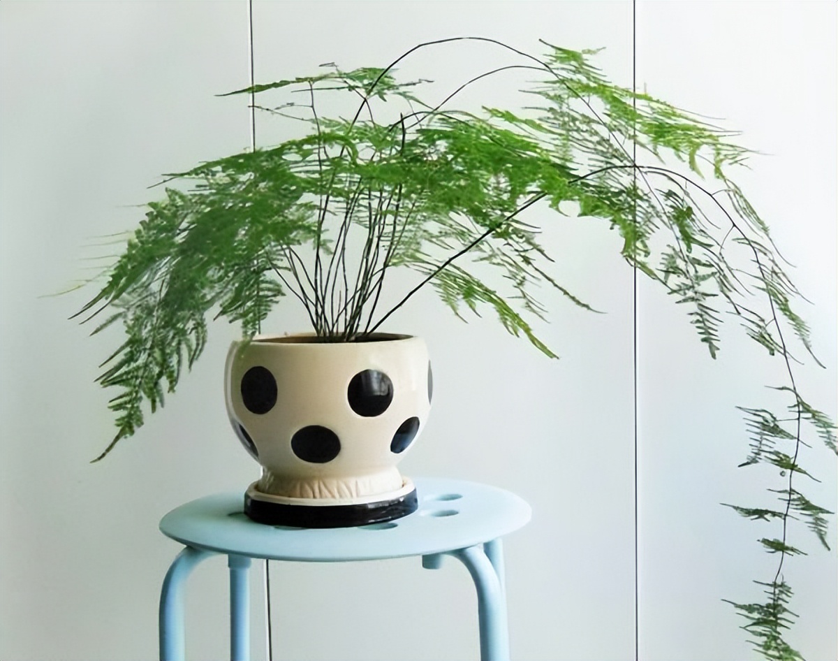 家里光线差就养这几种花,什么花散射光就可以养好