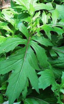 菊三七是什么药材,菊三七属都有哪些植物