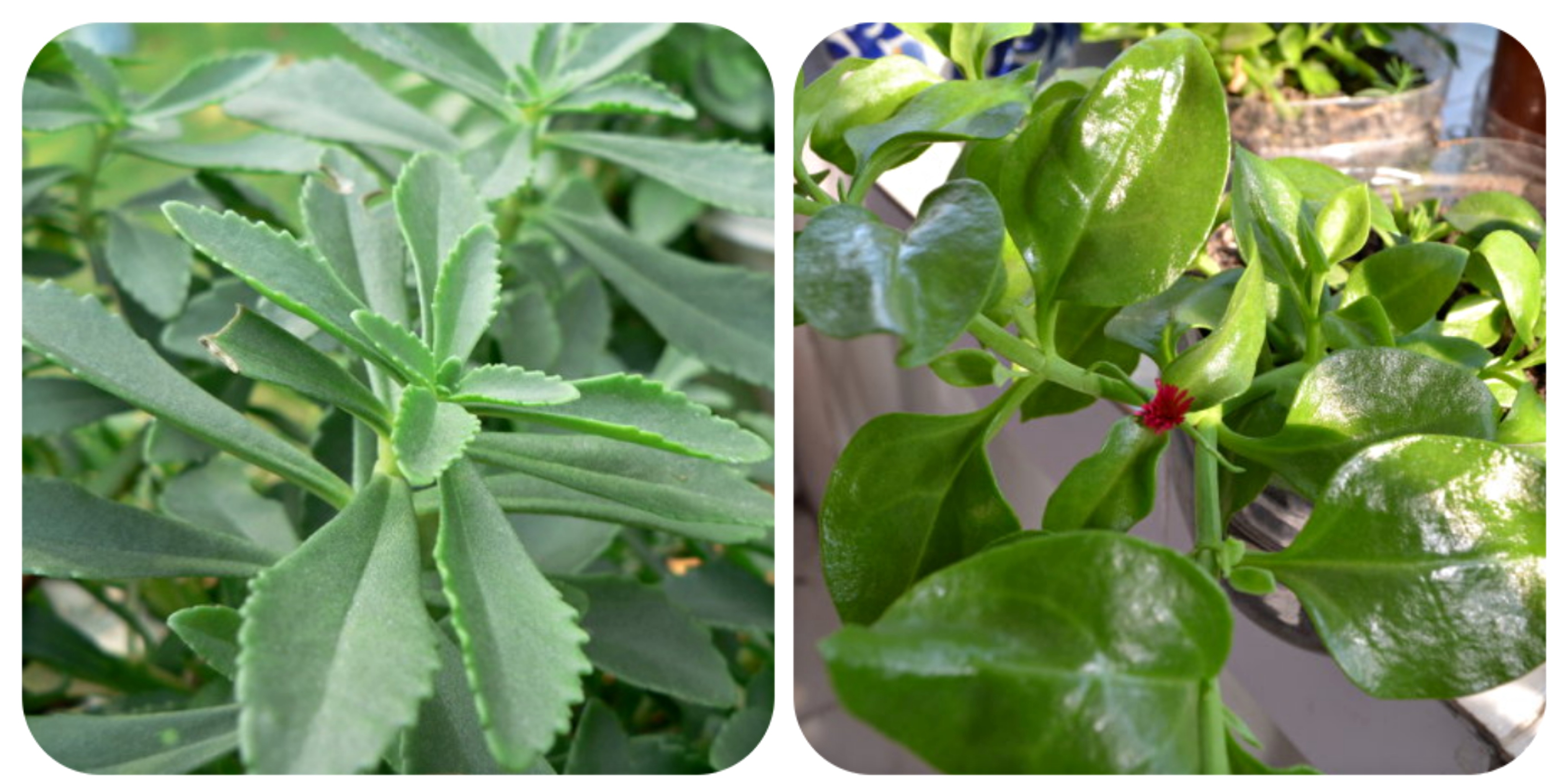 可以吃的野菜大全100种图解,教你认识100种野菜