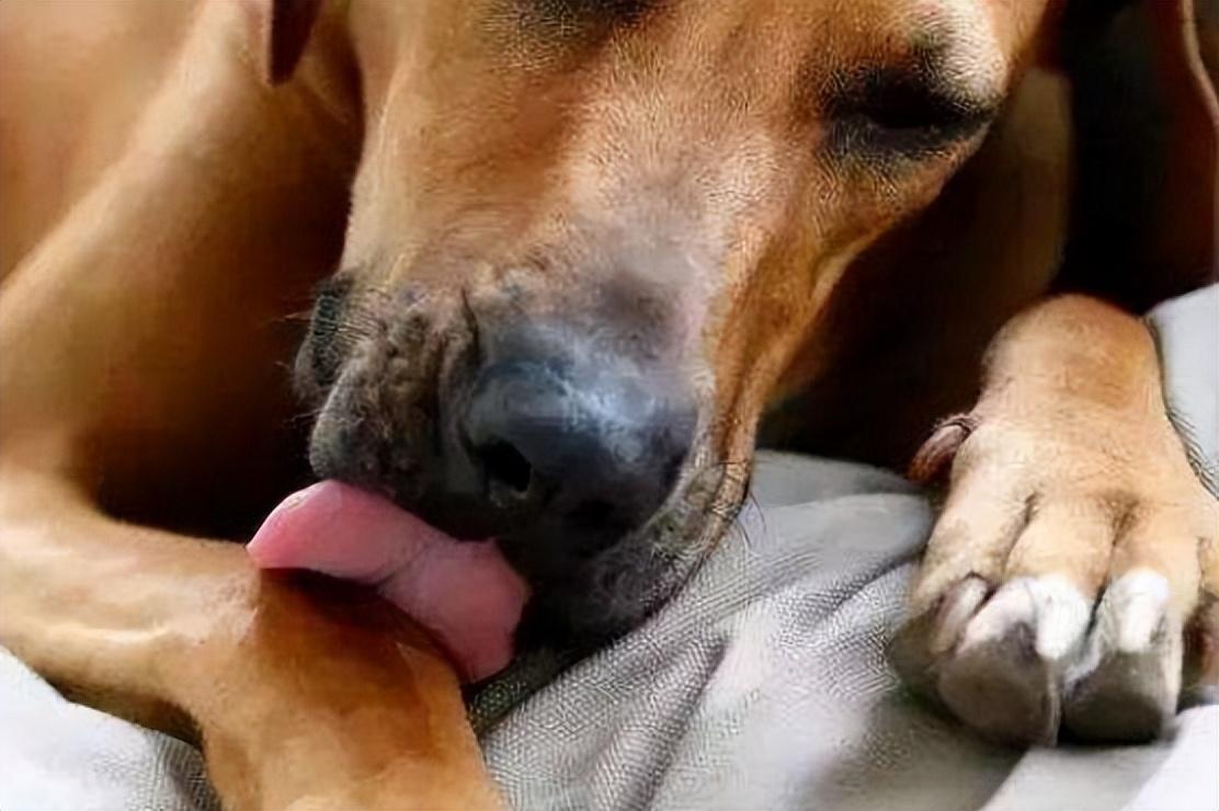 狗狗有七种行为说明它要背叛你了,狗狗闹脾气有哪些表现症状