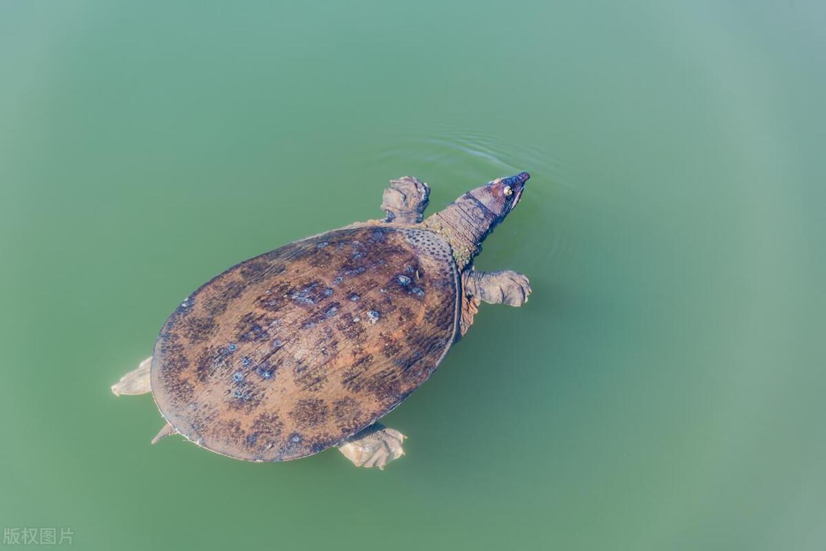 农村大集上这5类东西，多半都是假货，购买要谨慎，了解下少吃亏