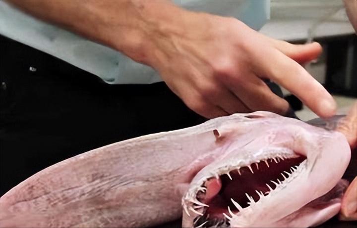 剑吻鲨和哥布林鲨是同类吗,剑吻鲨和深海霸主