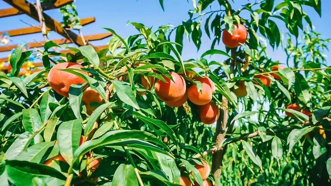夏天的味道!房县夏日水果图鉴来啦