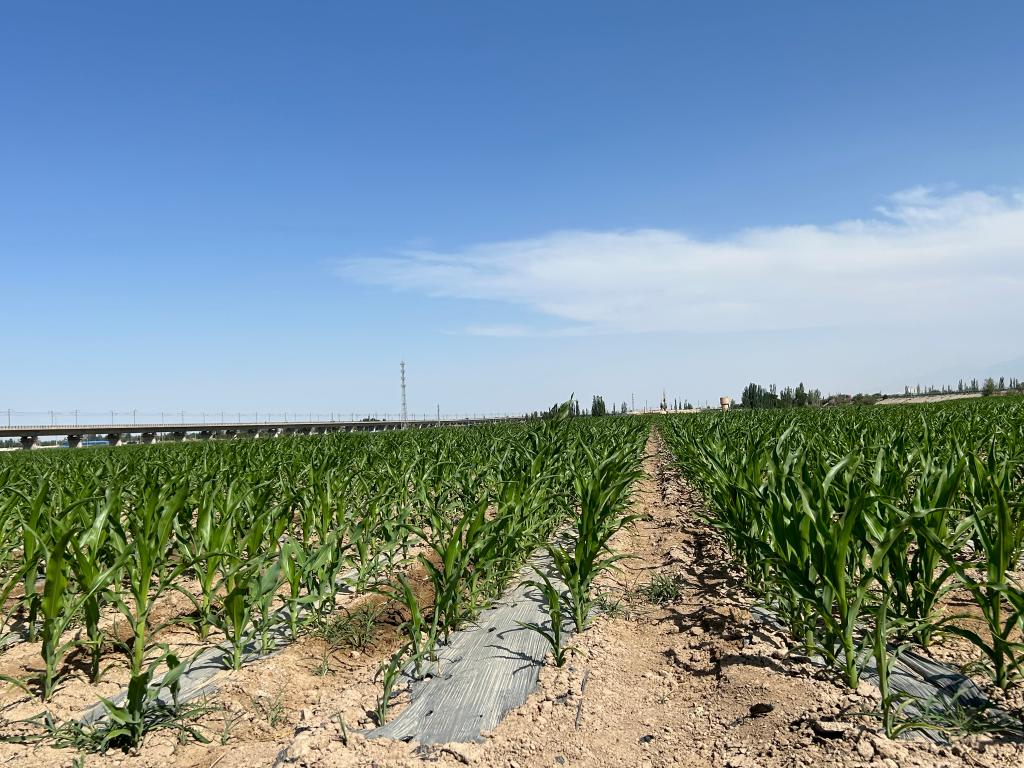 农民用地下水浇地违法吗,抽地下水灌溉农田违法吗