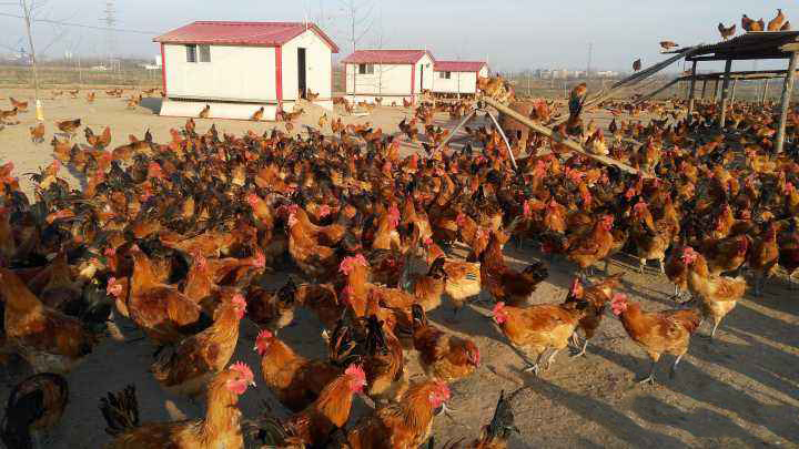 养鸡场鸡粪怎么去除臭味,养鸡场鸡粪防臭剂