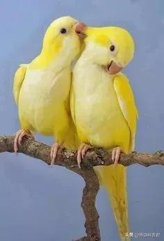 *拍偷**的夫妻生活照，羞羞的