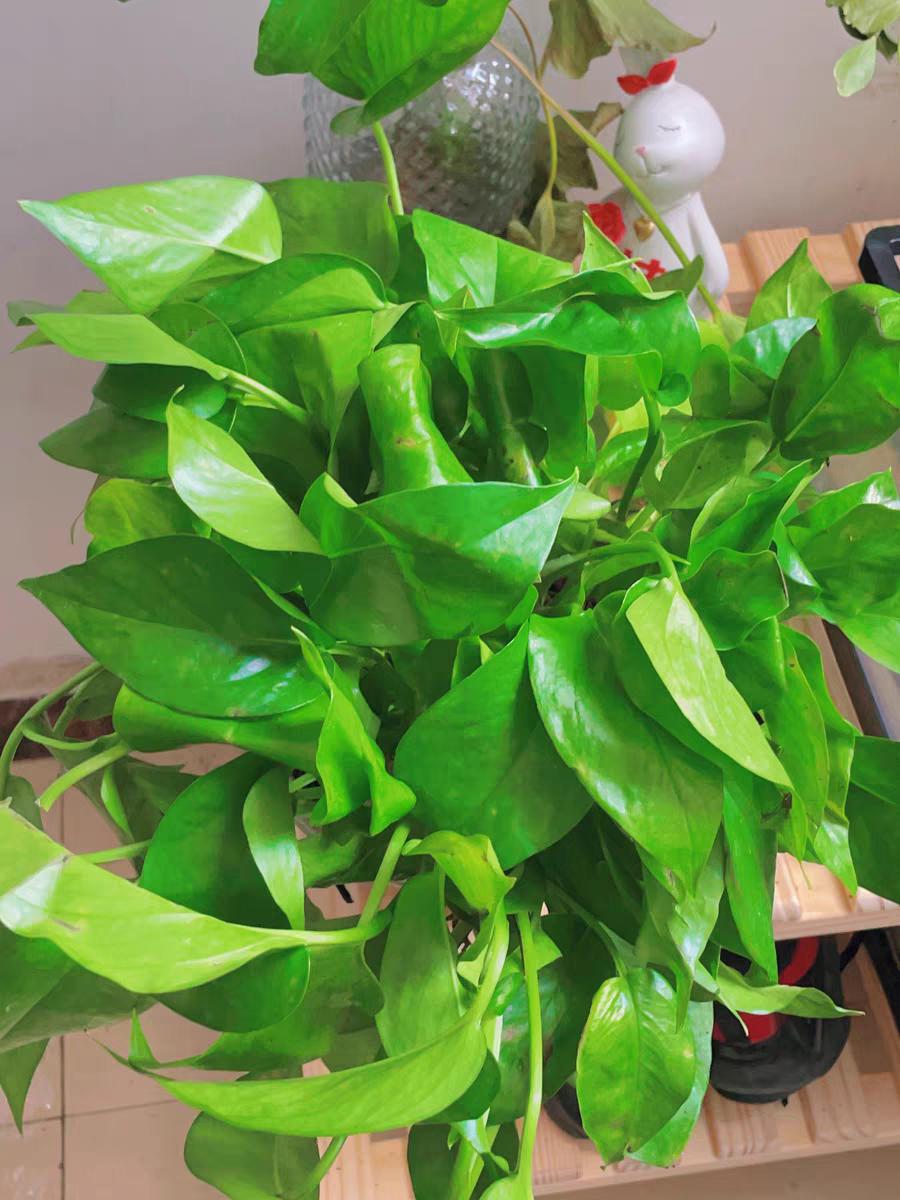 绿萝用什么盆养好,如何养好绿萝才能长的更好