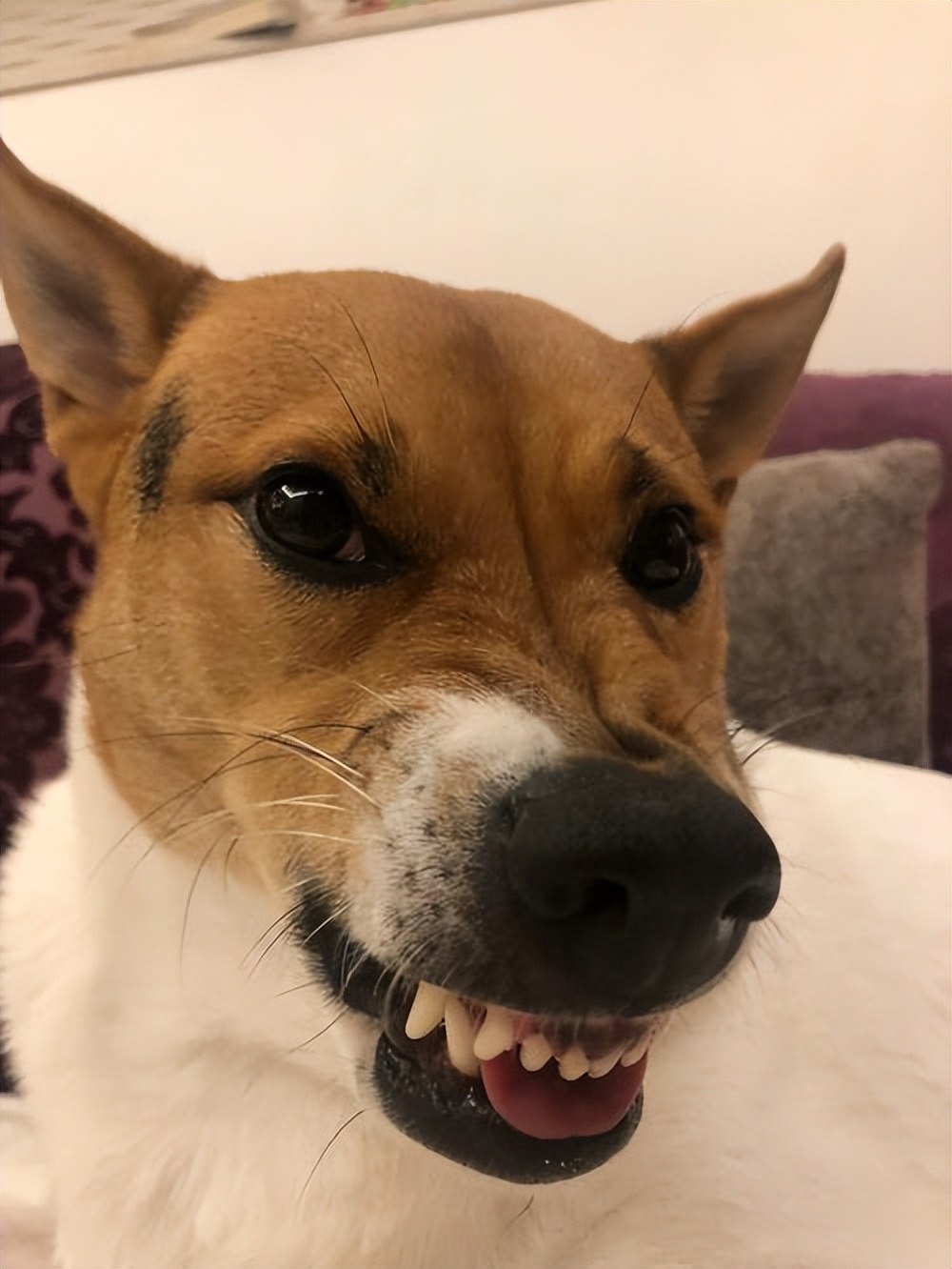 激怒狗子的方法找到了！最后一招最管用！