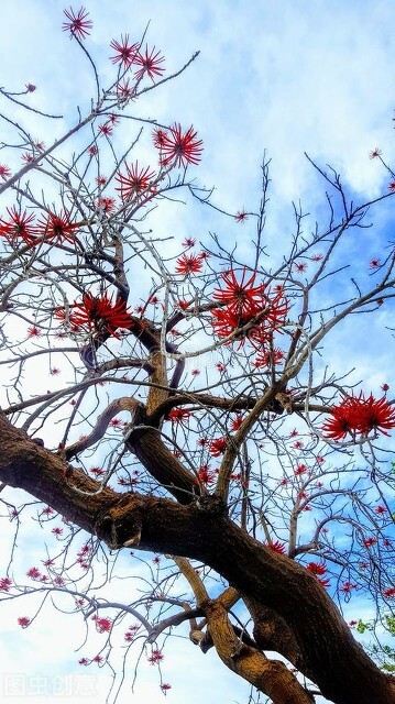 欣赏美丽的珊瑚,田里珊瑚树