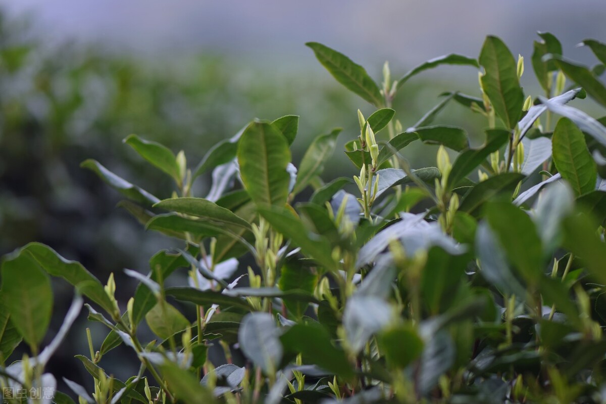 墓碑上有明故先考是什么意思,家谱上的考妣是什么意思怎么读