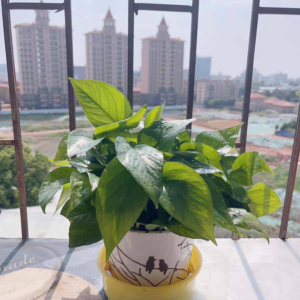 绿萝用什么盆养好,如何养好绿萝才能长的更好