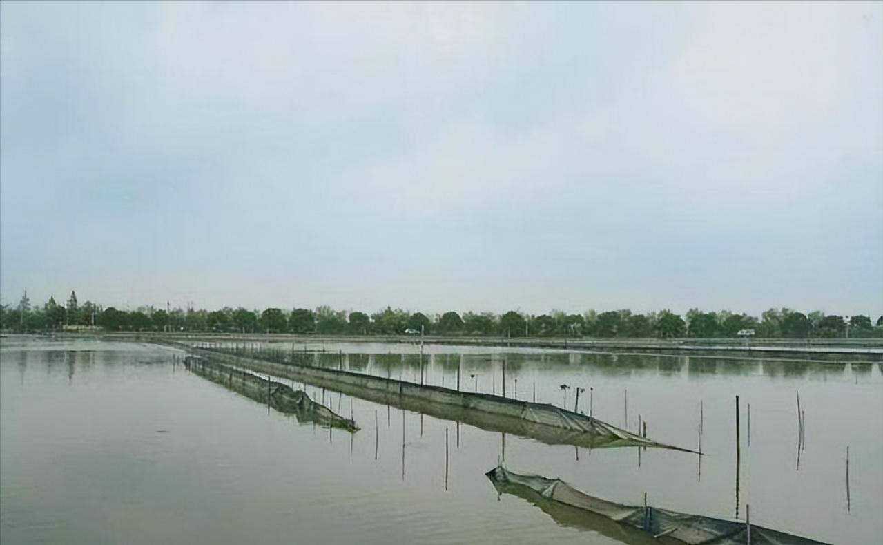 泗洪河蟹养殖用水草,江苏养河蟹技术