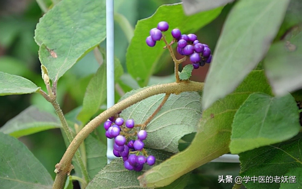每天学习一味中药石斛,每日一味中药紫珠