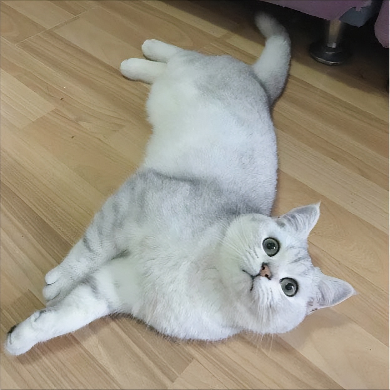 银渐层优势,银渐层战斗力为什么那么高