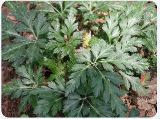 每日一味中药川贝母,每日一方黄连汤