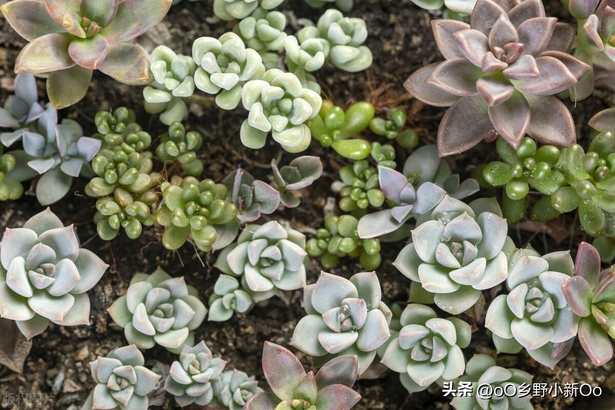 刚种的多肉黑色腐烂根怎么处理,多肉黑叶怎么办夏天