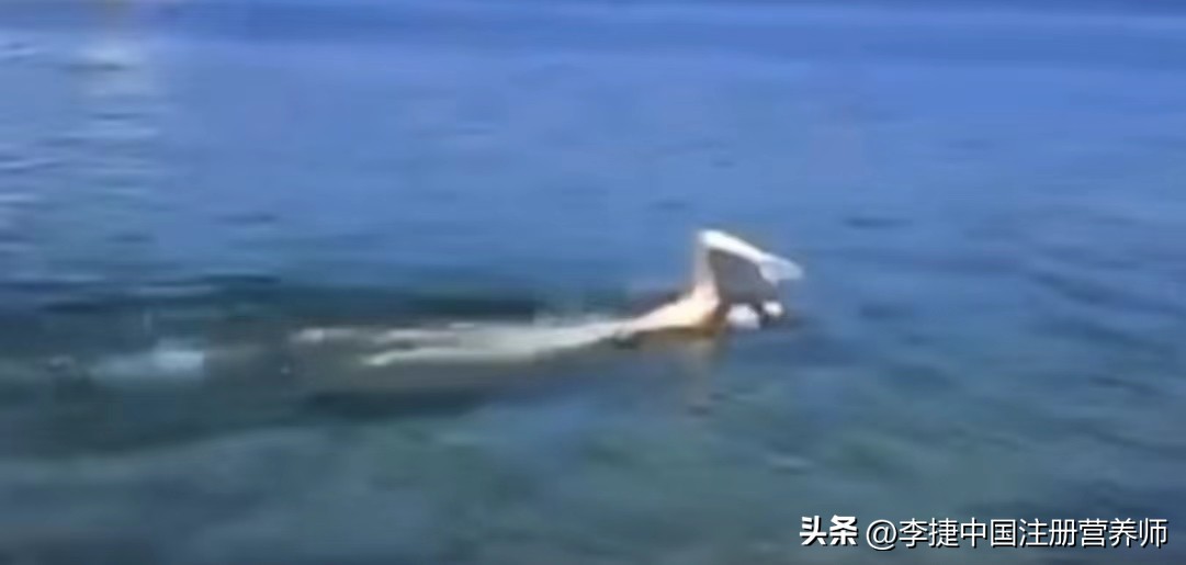 自由泳视频教学慢镜头,自由泳视频自学