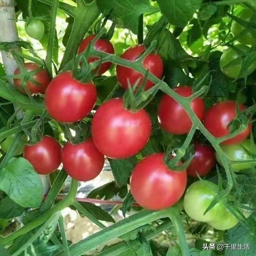 海南千禧樱桃圣女果,新鲜樱桃圣女果