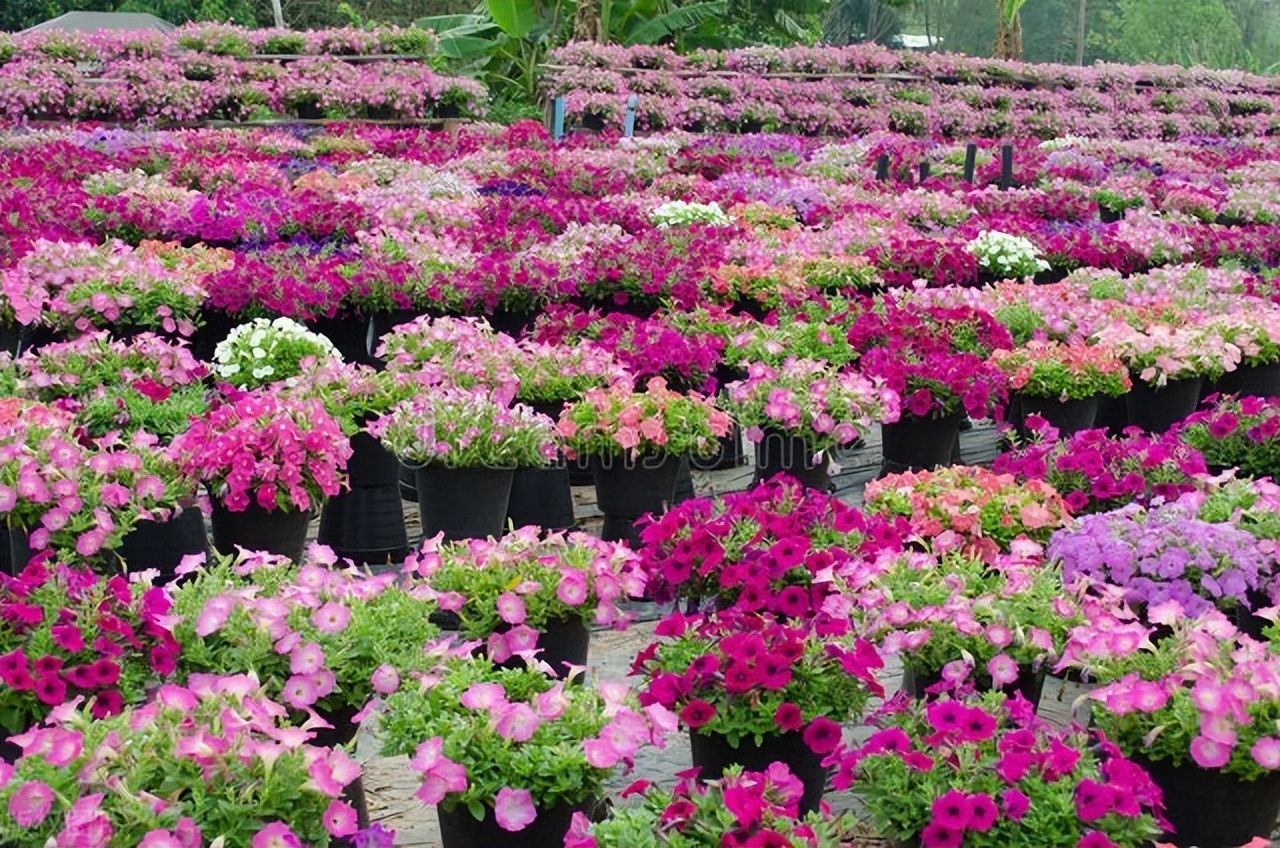 盆栽花怎么养才开花多呢,盆栽花怎么养能长久一点