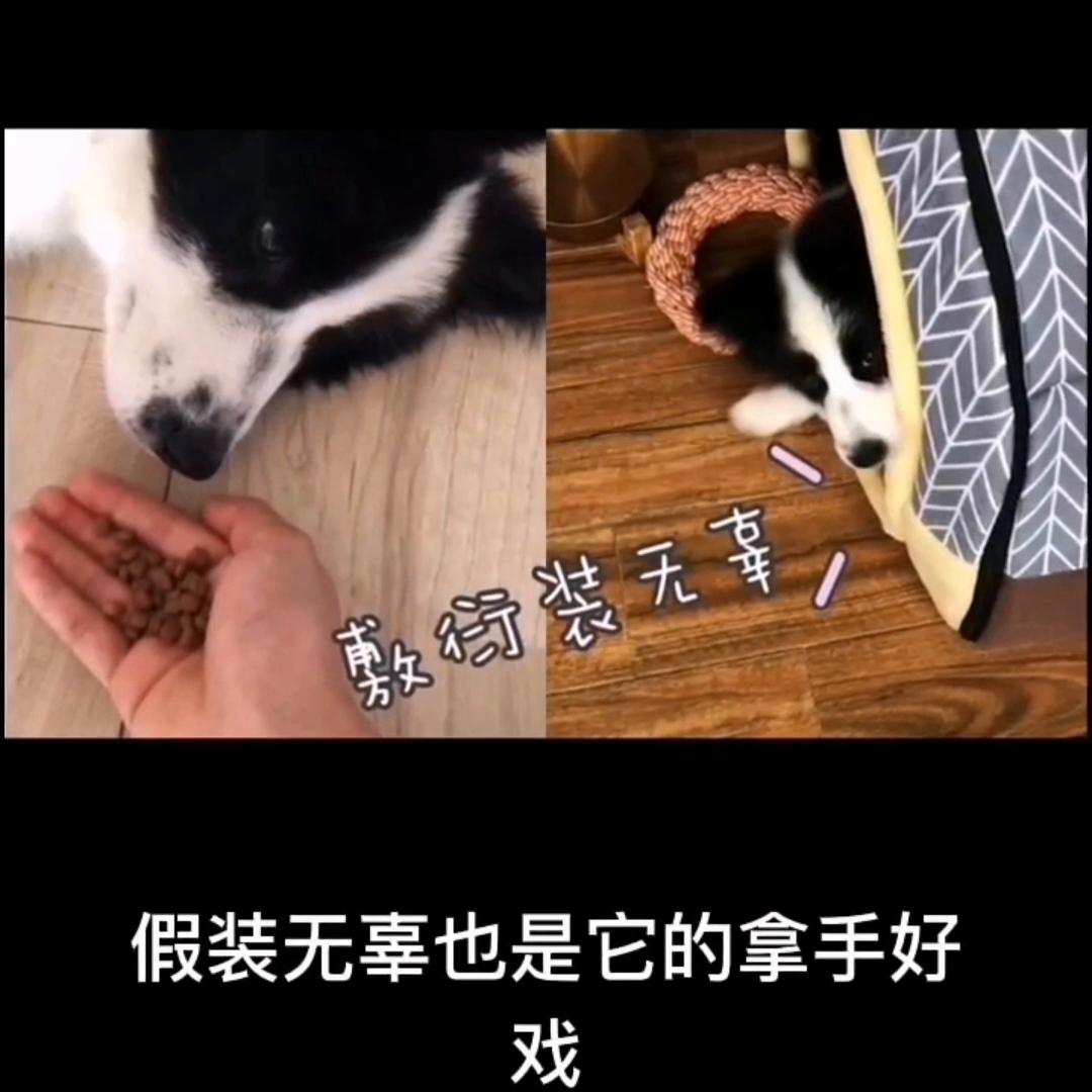调皮捣蛋的小家伙要吹喇叭,调皮捣蛋的小家伙挑战