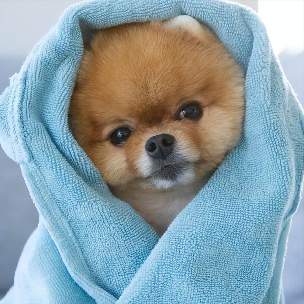 为什么许多人不喜欢养博美犬,博美犬的优点和缺点