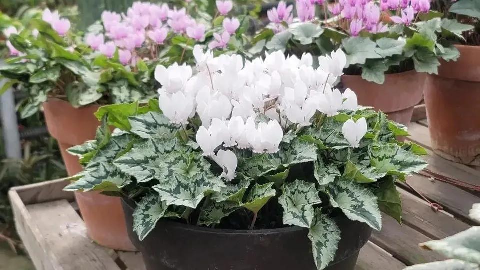 4种贵气花越养越旺家,家养3种富贵花福气好运挡不住